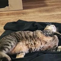 制服で寝転ぶ猫