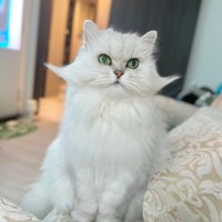 上を見る猫