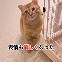 ケージ横でお座りしている猫
