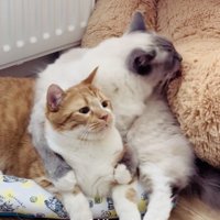 クマのぬいぐるみを毛繕いするラグドール