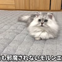 すわっている猫