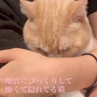 俯く猫
