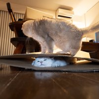 猫を踏んでいる猫