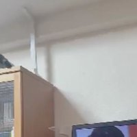 棚の上にいるサビ猫のちゃーこちゃん