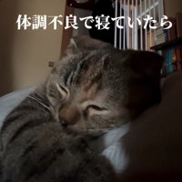 寝ている猫