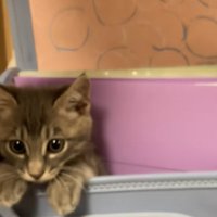 ランドセルを開ける