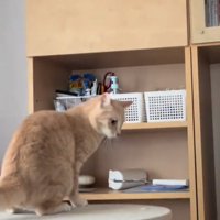 落ちた猫を見る茶トラ猫