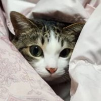 室内にいる猫