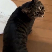 振り向いて鳴く猫