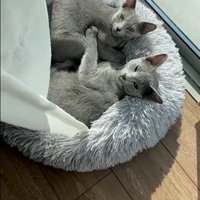 ベッドで一緒に寝ている子猫