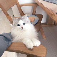 おやつをねだるサイベリアンの猫