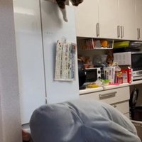 冷蔵庫の上に座っている猫とそれを見ている人