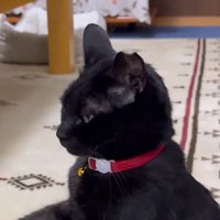 遠くを見つめる猫