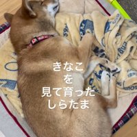 ペット用ベッドの上で眠る犬
