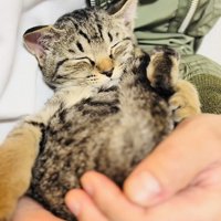 ママに抱っこされて寝る子猫