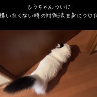 ドアに向かって歩くマンチカン
