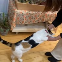 飼い主に前足をもたれて歩いているミケ猫