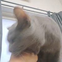 噛みつく猫
