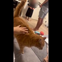 なでなで