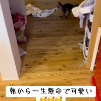 引っ張る猫