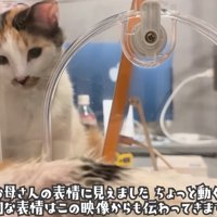 子猫を見守る猫