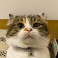 飼い主を凝視する猫