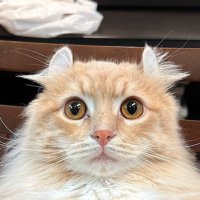 飼い主を見つめる猫の顔