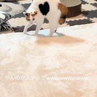 完全に警戒モードに入った猫