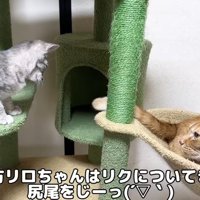 キャットタワーにいる猫と子猫