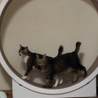 同じ向きで乗る2匹の猫