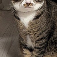 前足を揃えて座るキジ白猫