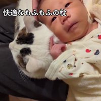 猫に頭をのせている赤ちゃん