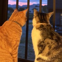 外を見る2匹の猫
