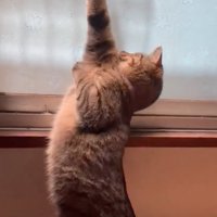 半回転して伸びる猫