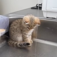 座る子猫