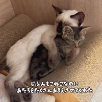 子猫を抱きしめる先輩猫