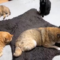 リキくんと5匹の猫さん