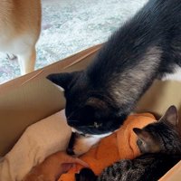 子猫を見守る犬と猫