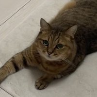 丸顔のみにら君
