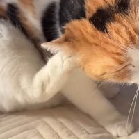 耳をカキカキ