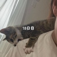人の肩を噛む子猫