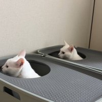 同じ方向に顔を向ける猫2匹