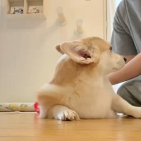 なでられる犬と顔を出す猫