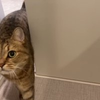 入ってきて