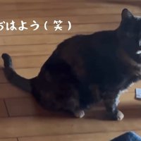 座って横を向く猫