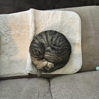 毛布の上で丸まって眠る猫