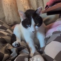 布団の上でふみふみしている猫「後ろ足もついてくる」