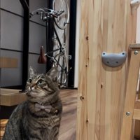 ボルダリングと猫