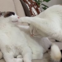 頭を低くして猫パンチをする右の猫