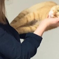 横向きに抱っこされている猫